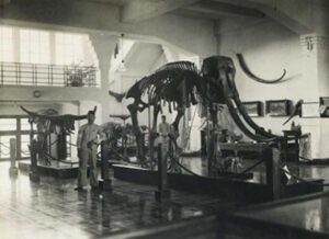 Skeleton Stegodon trigonocephalus di Geologisch Museum tahun 1930 (foto: Tan Sin Hok)