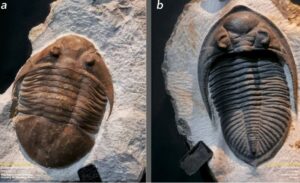 koleksi Museum Geologi (a) Subasaphus platyurus (b) Odontochile sp. foto: Moch. Faizal