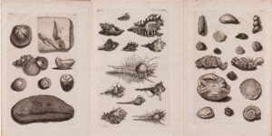Gambar 3. Sketsa fosil fauna laut Ambon dalam D'Amboinsche Rariteitkamer (1705)Sumber: https://www.biodiversitylibrary.org/page/41005828#page/11/mode/1up

