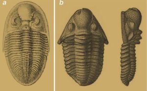 (a) Phillipsia sumatrensis (b) Neoproetus indicus. Ilustrasi: (a) Roemer, F., (1880) dan (b) Tesch, P., (1923)